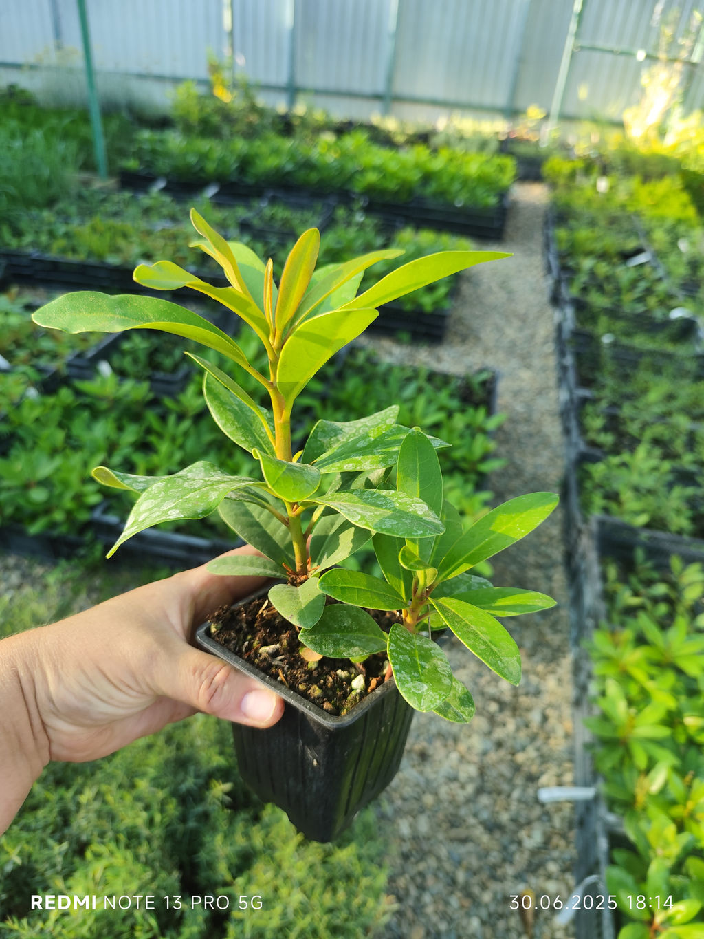 Рододендрон Cheer (Чир) - Долина роз фото 14