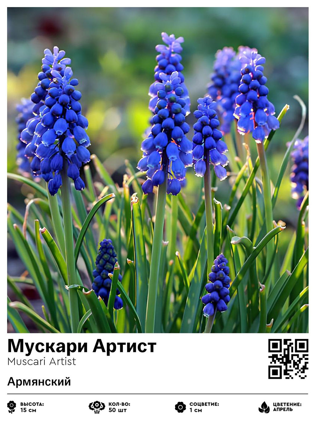 Мускари Artist - Голландские луковицы фото 2