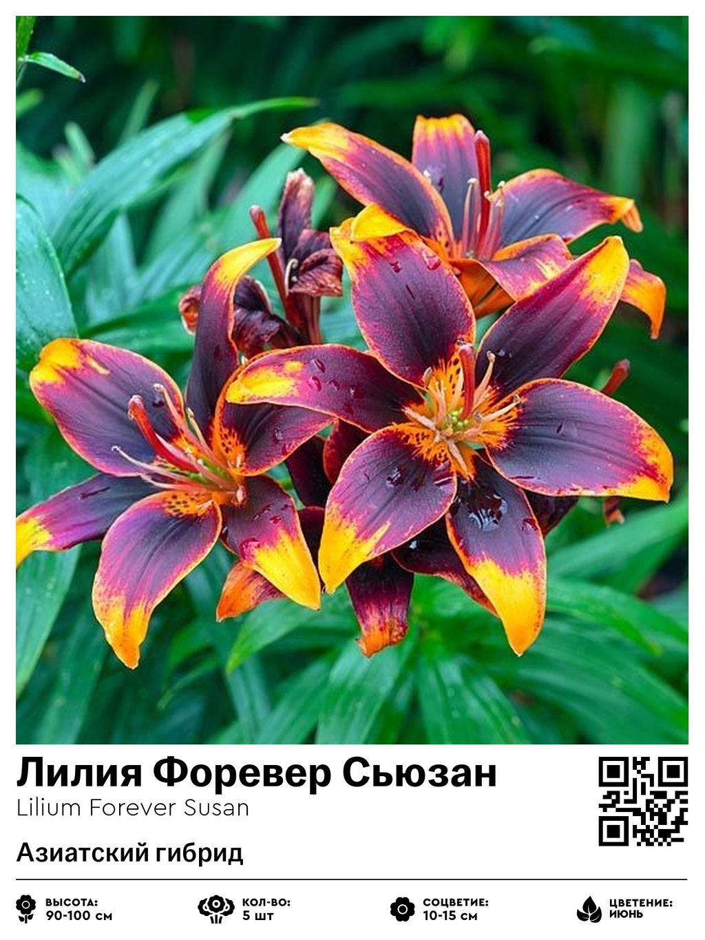 Лилия Forever Susan (Азиатский гибрид) - Голландские луковицы фото 2
