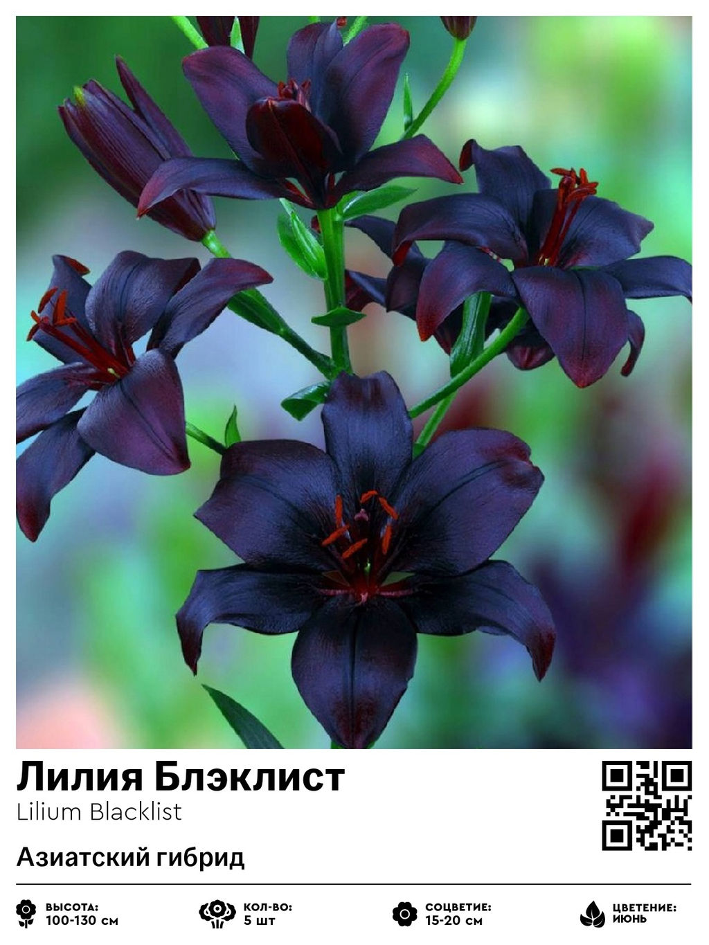 Лилия Блэклист (Азиатский гибрид)