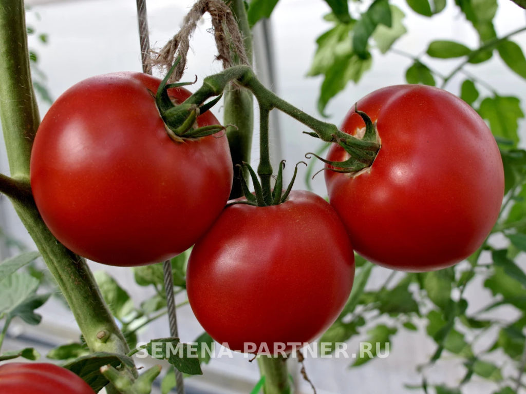 Томат Фаворит F1 - Партнер фото 3