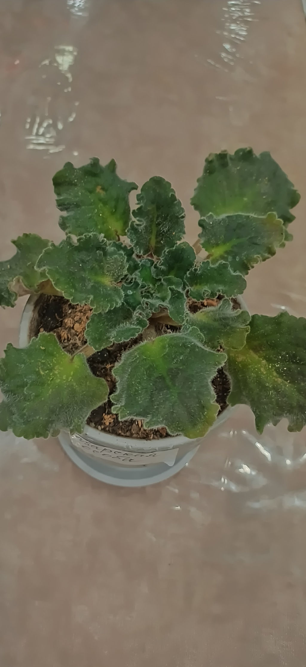 Фиалка Царская особа в керамическом кашпо