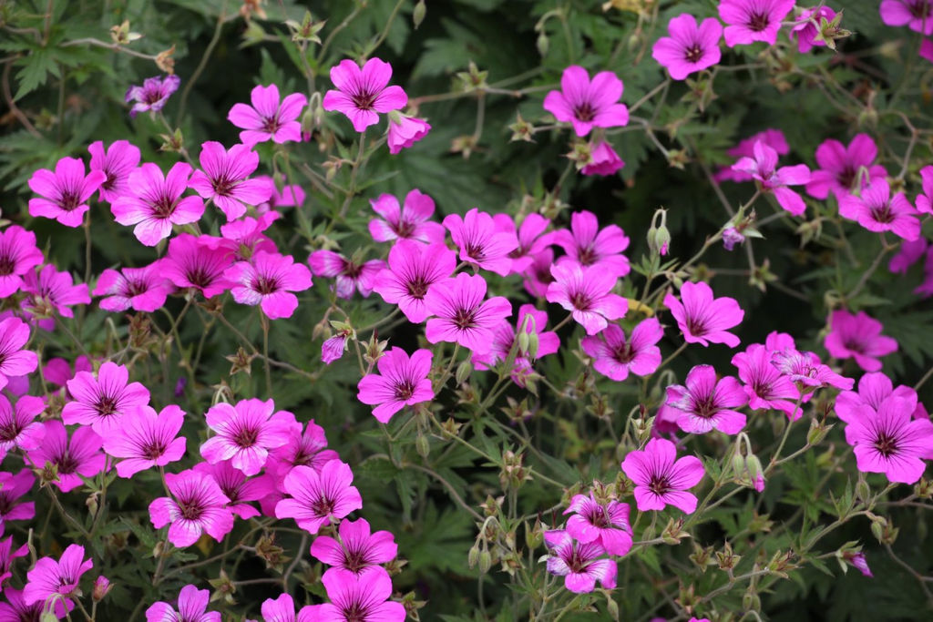 Герань садовая (смесь) 1 год ЗКС тара 0,5л