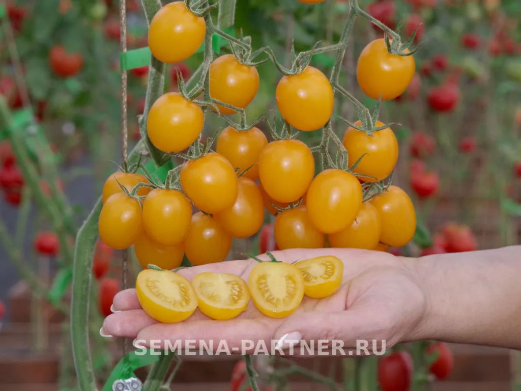 Томат Черри Софа - Партнер фото 4