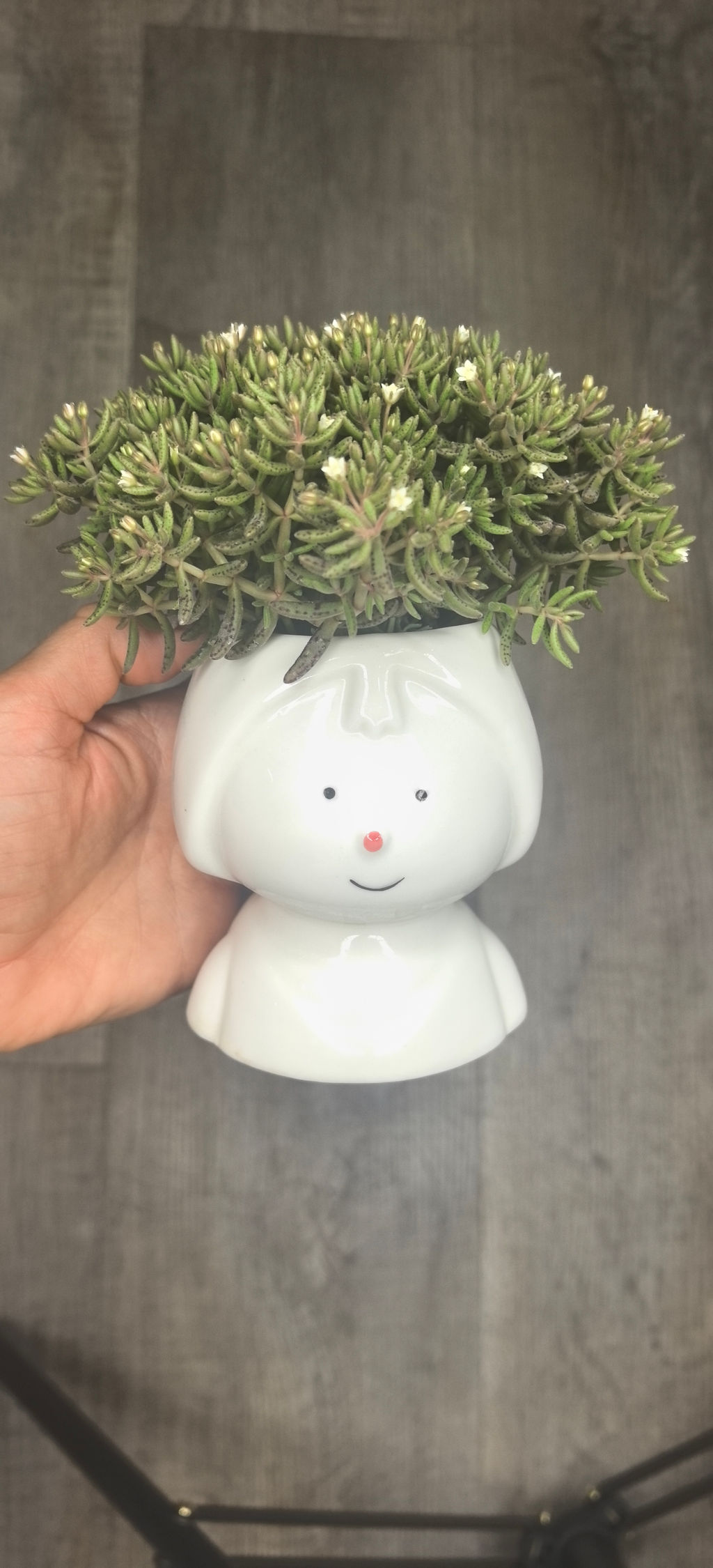 Крассула Гумберта - 1000корней фото 3