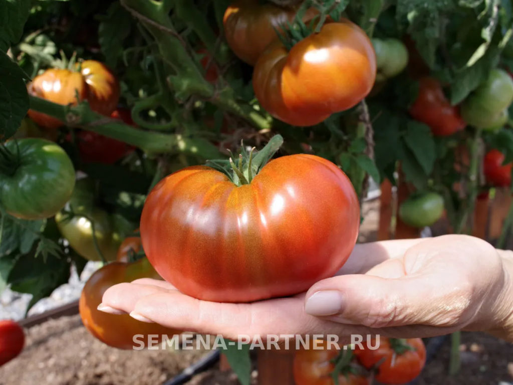 Томат Тасманский Шоколад - Партнер фото 6