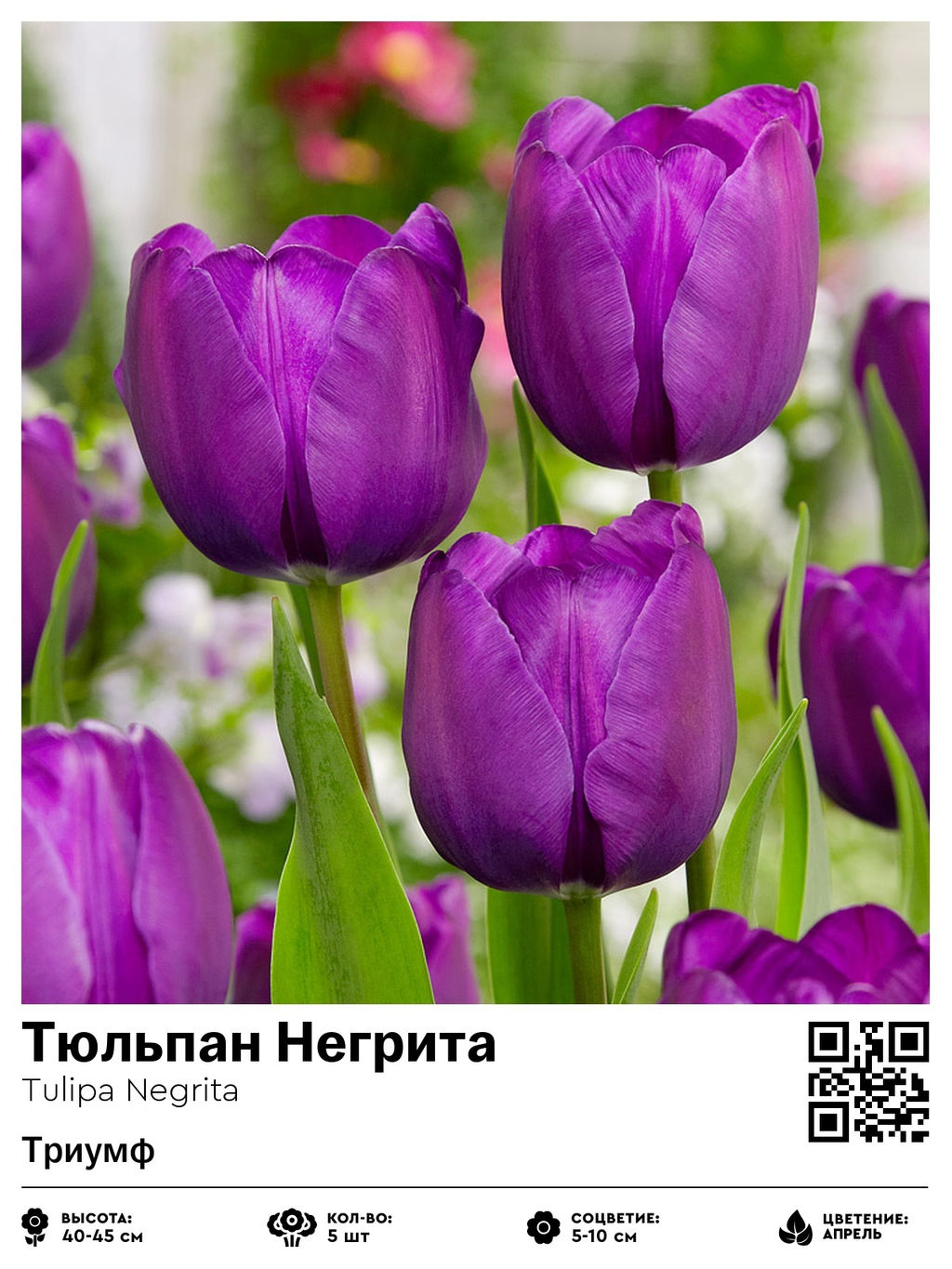 Тюльпан Negrita (Триумф) - Голландские луковицы фото 2