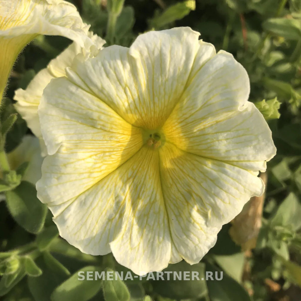 Петуния Итальянка Фульвия лимонно-желтая - Партнер фото 6