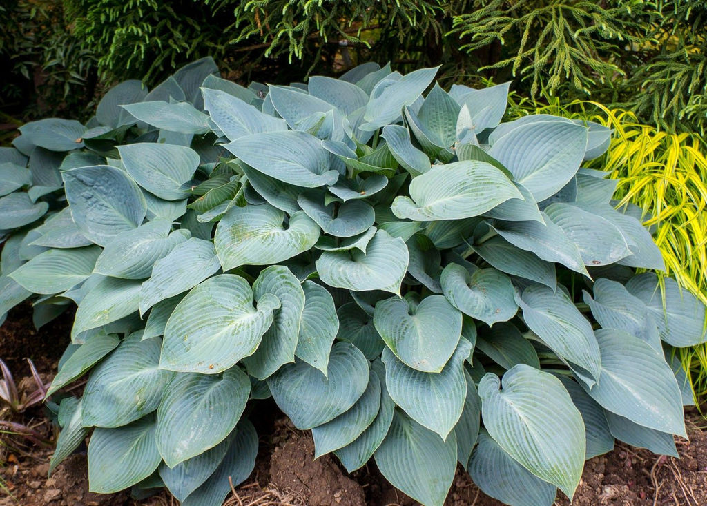 ХОСТА Халцион Разбор 1 n Кол-во упак., шт 2