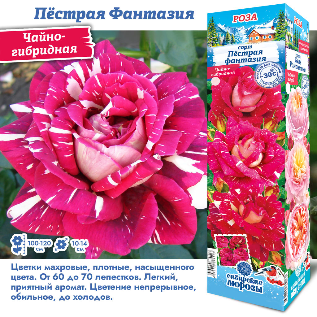 Роза Пестрая Фантазия (Чайно-гибридная) 1шт