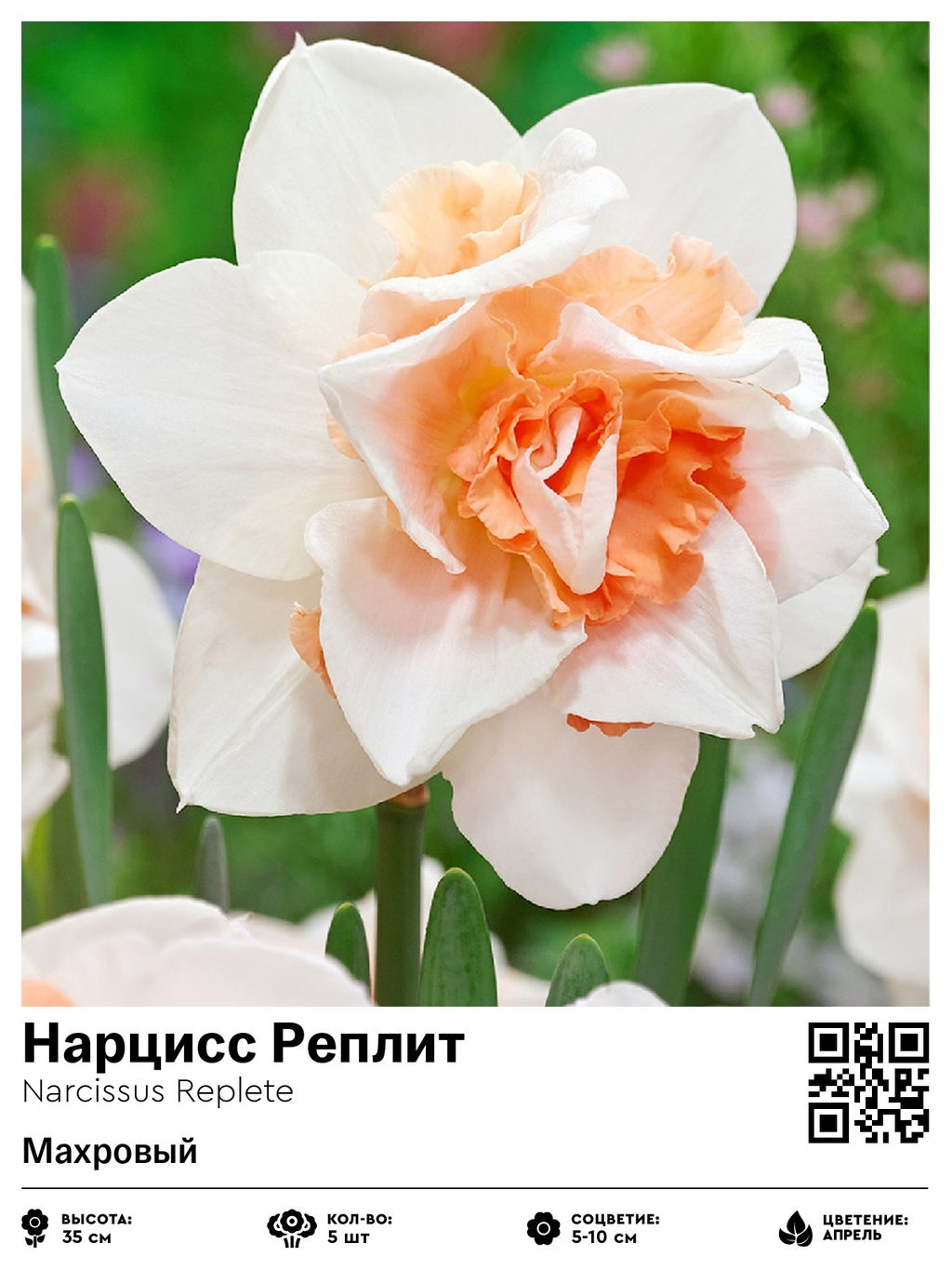 Нарцисс Replete (Махровый) - Голландские луковицы фото 2