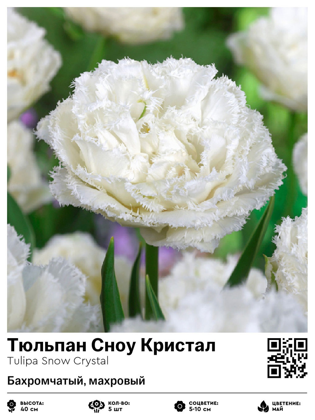 Тюльпан Snow Crystal (Бахромчатый, махровый) - Голландские луковицы фото 2