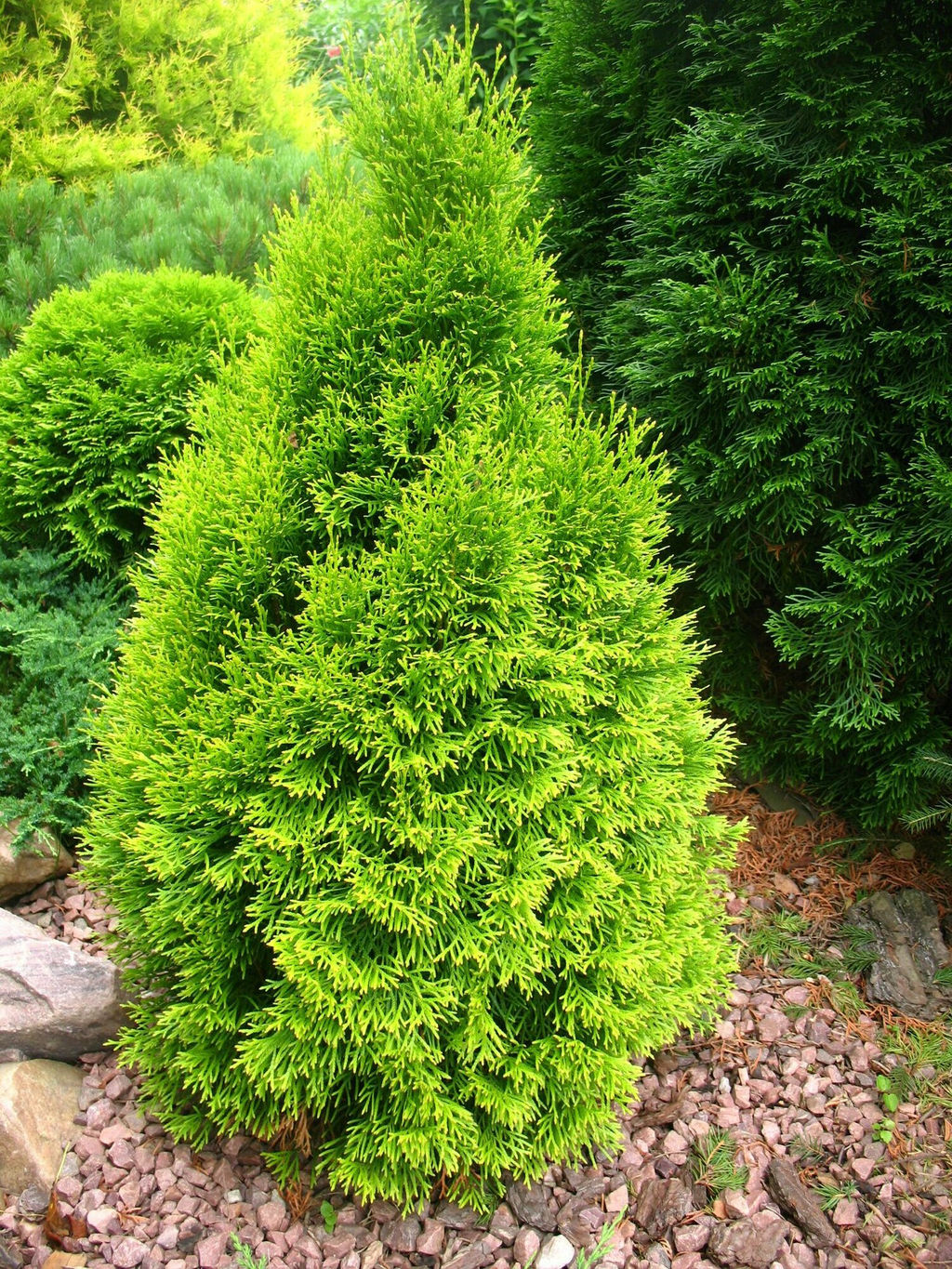 Туя западная "Смарагд" 2 года ЗКС тара 2л