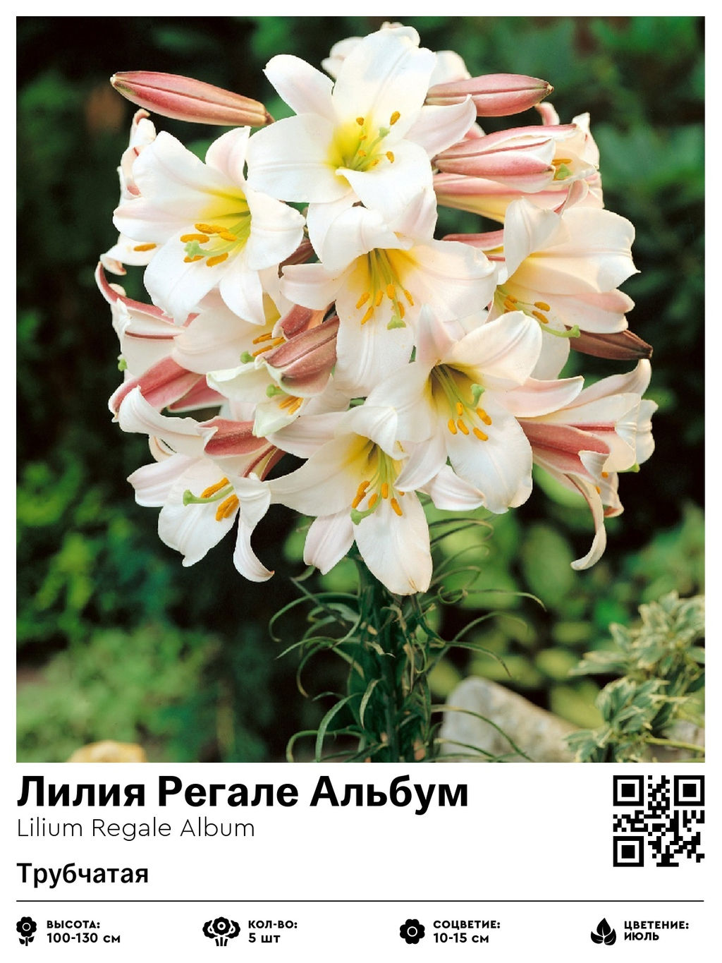 Лилия Regale Album (Трубчатая) - Голландские луковицы фото 2