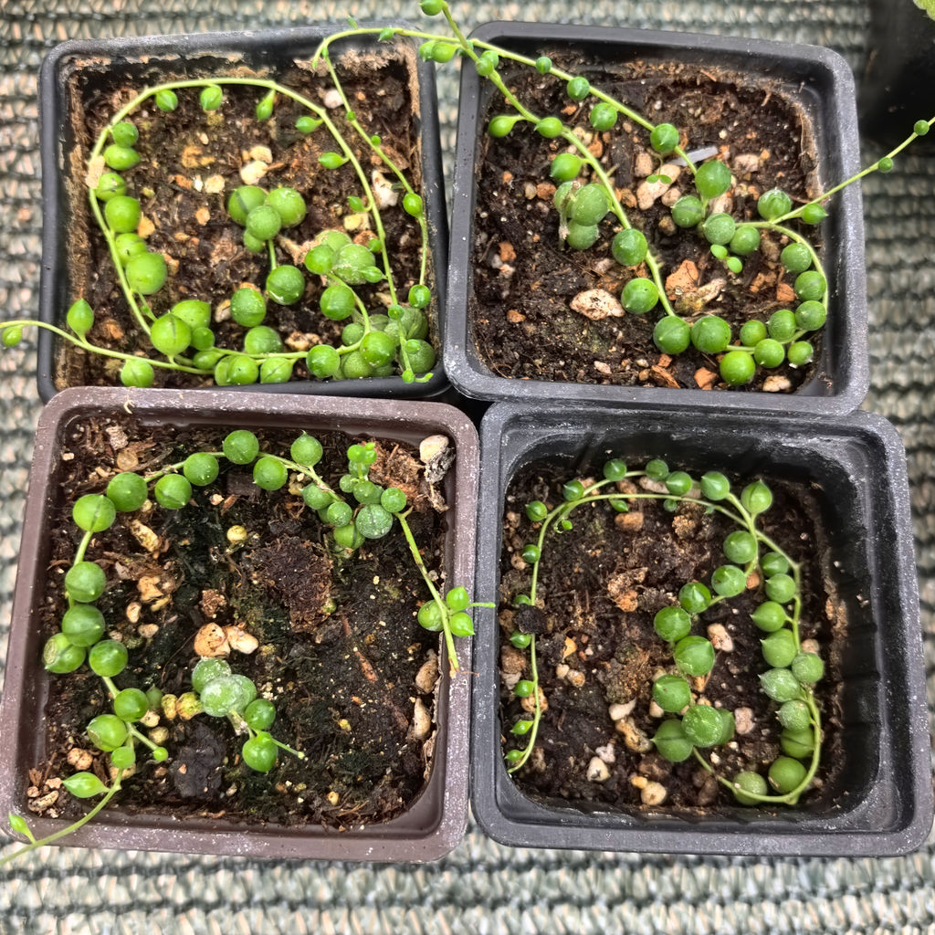 Крестовник Роули - 1000корней фото 4