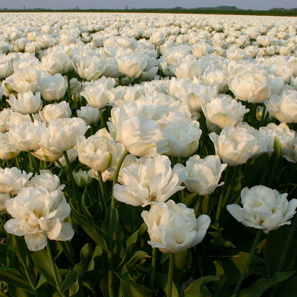 Тюльпан Mount Tacoma (Махровый поздний) - Голландские луковицы фото 3