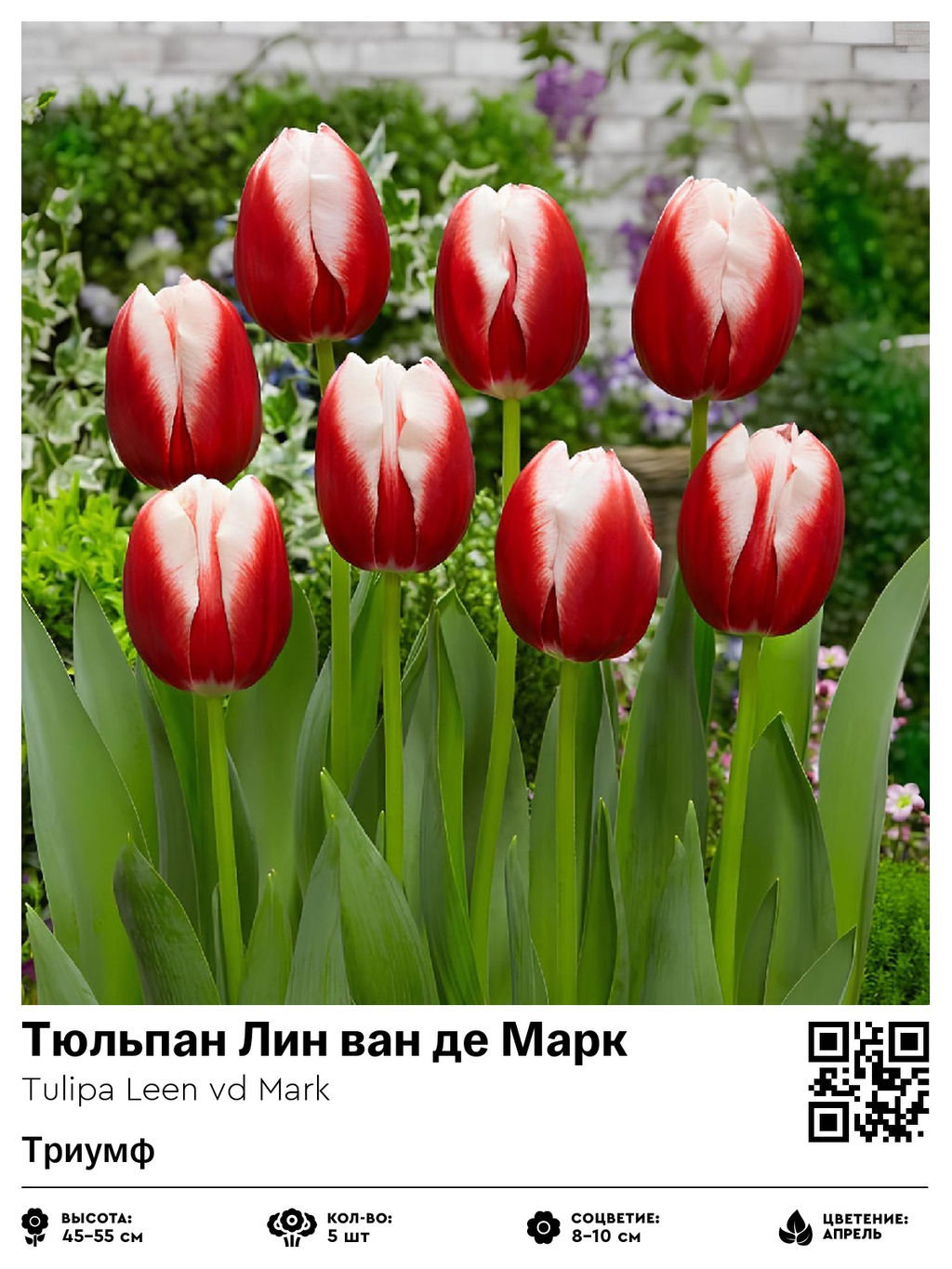 Тюльпан Leen vd Mark (Триумф) - Голландские луковицы фото 6