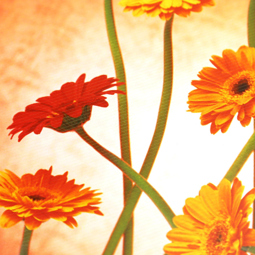 Салфетка под горячее (термосалфетка) 27х42см Герберы красные (Китай) - Домашняя мода фото 2