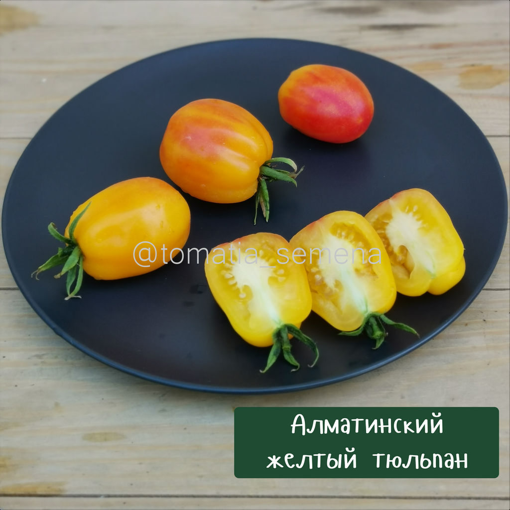 Алматинский желтый тюльпан - Tomatia фото 2