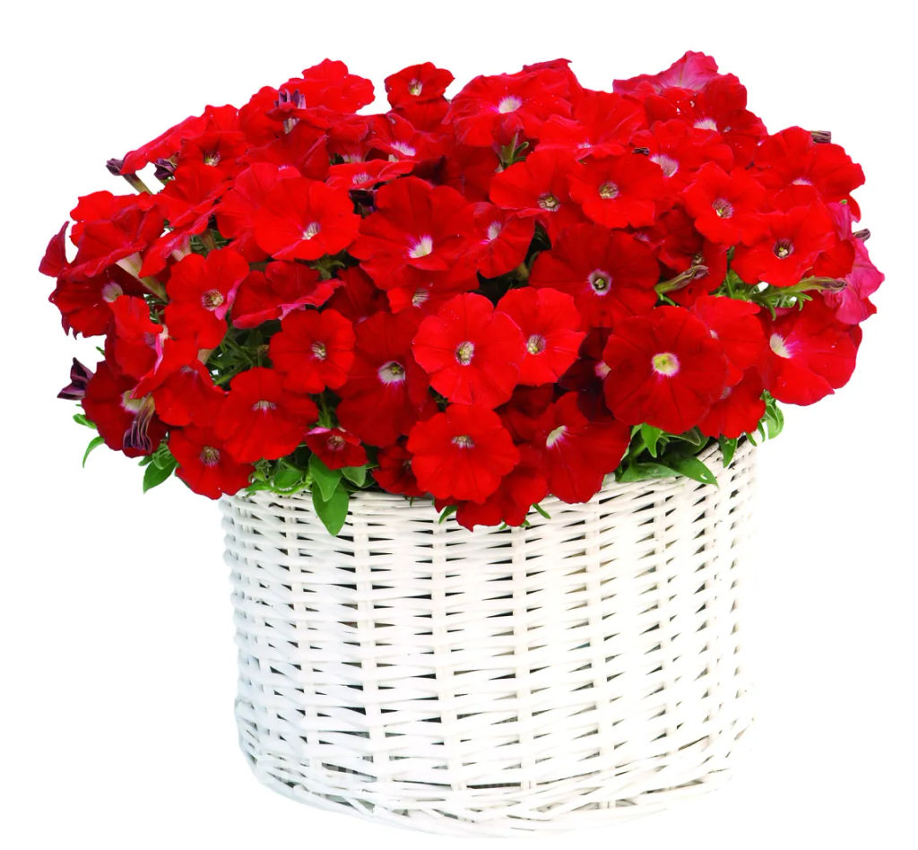 Петуния Итальянка Кларетта каскадная красная - Партнер фото 3