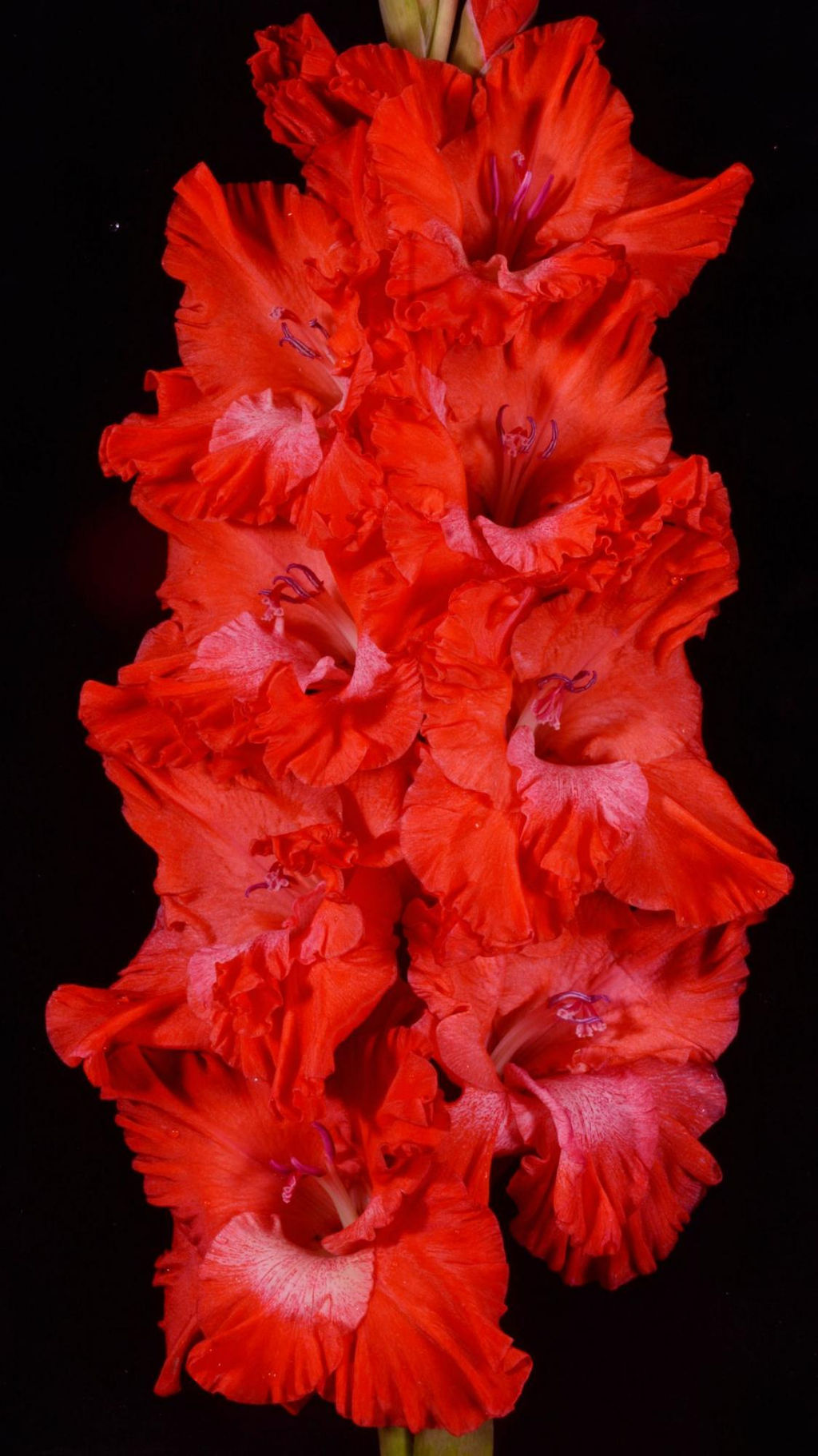 Гладиолус Госпожа Удача (В-17-438) 557,Фотин 1 р-р 7шт (Ф)