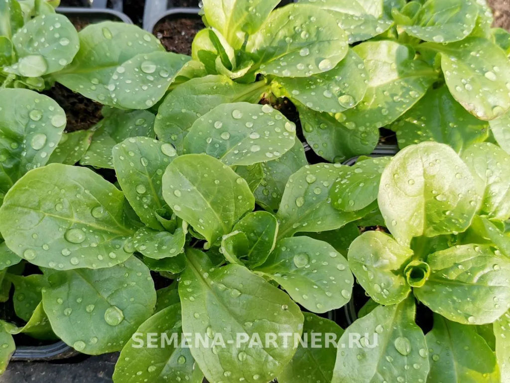 Салат полевой Экспромт - Партнер фото 3