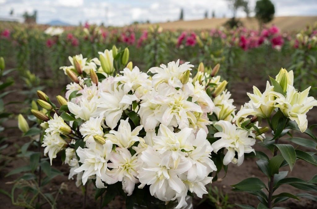 Лилия Roselily Petronella (Розовидный гибрид) - Голландские луковицы фото 2