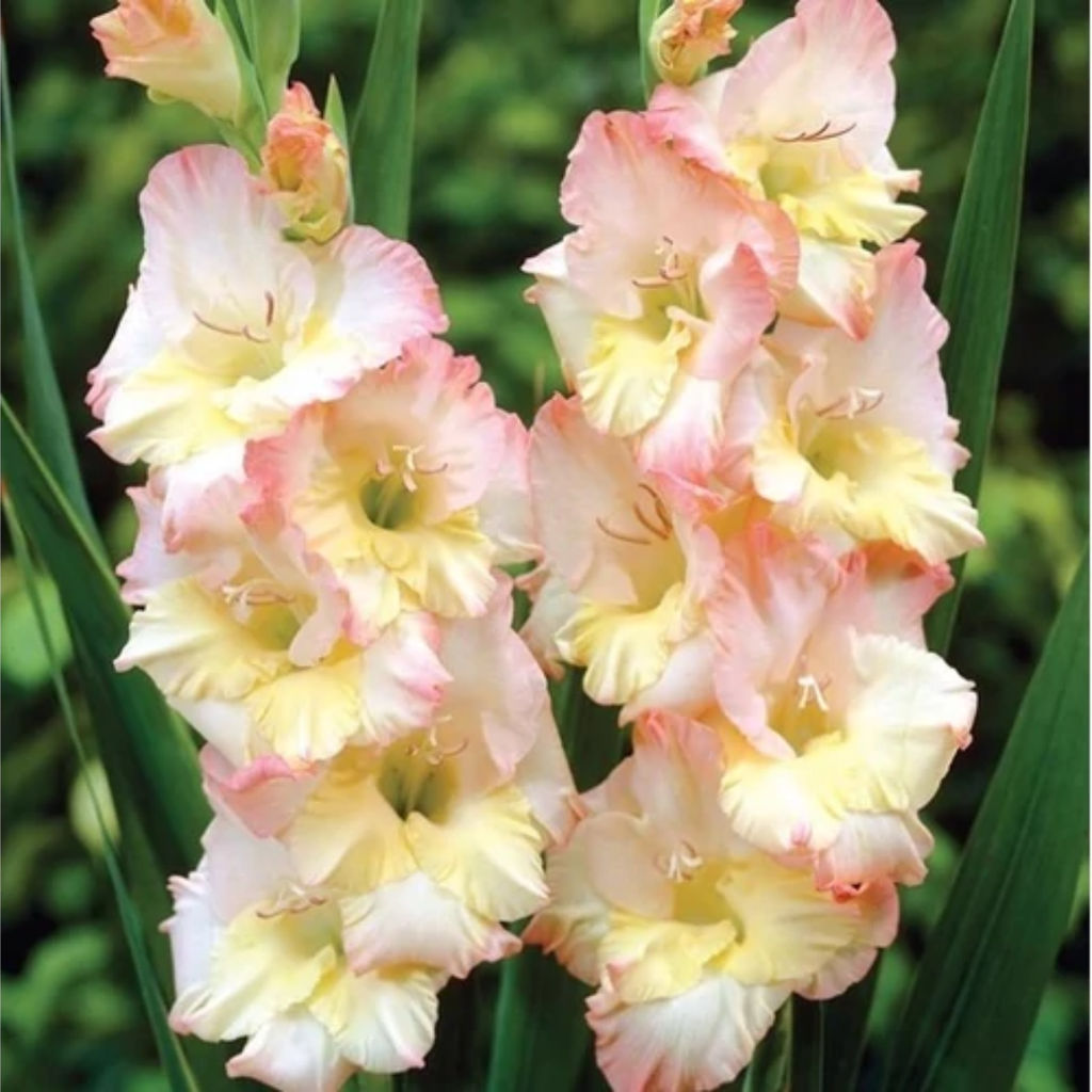 ГЛАДИОЛУС Цера Стелвио Разбор 10/12 Кол-во упак., шт 8