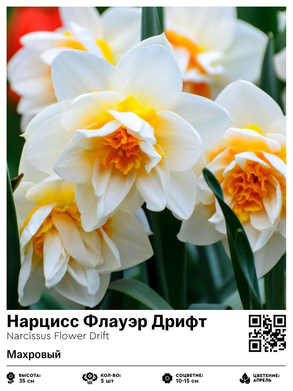 Нарцисс Flower Drift (Махровый) - Голландские луковицы фото 2