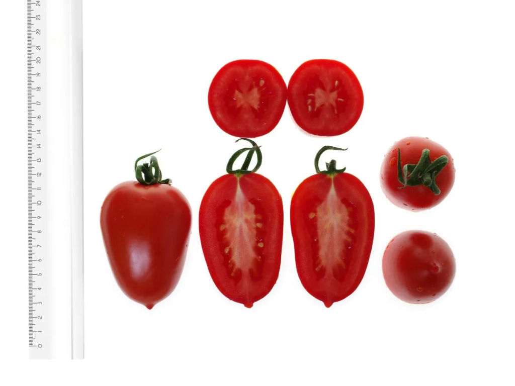 Томат Миллениум - Партнер фото 7