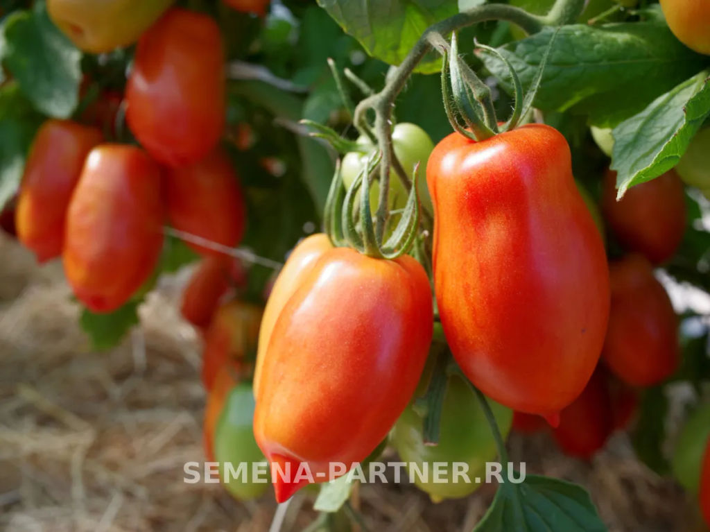 Томат Фестиваль - Партнер фото 5