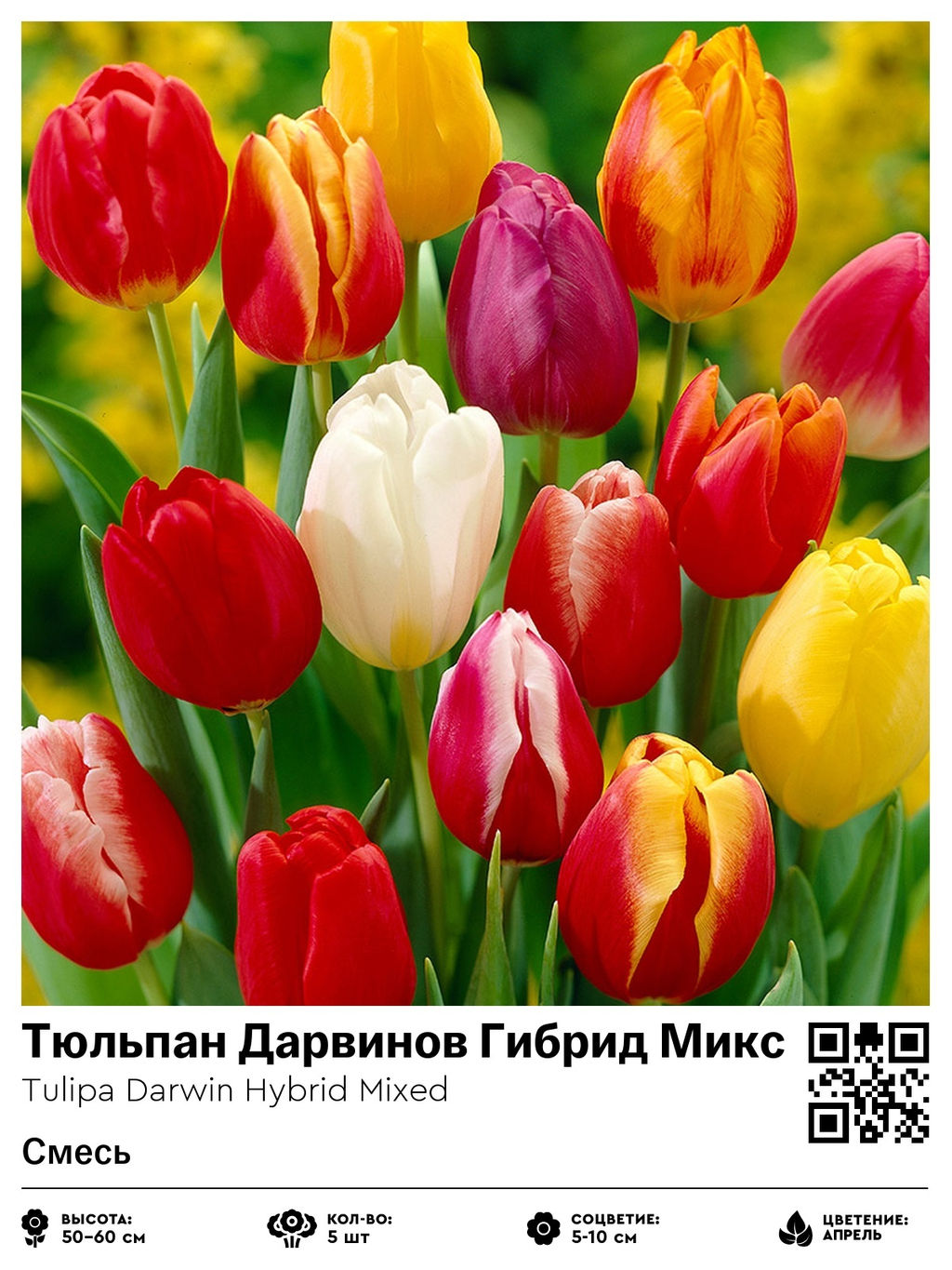 Тюльпан Darwin Hybrid Mixed (Гибрид Дарвина) - Голландские луковицы фото 2