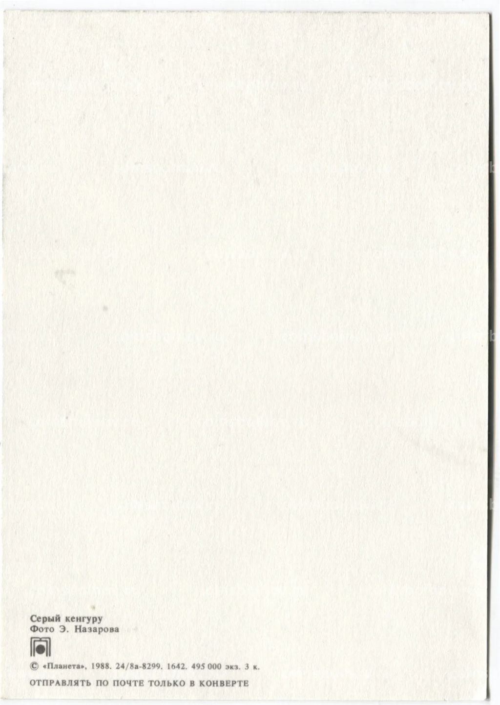 Открытка Серый кенгуру