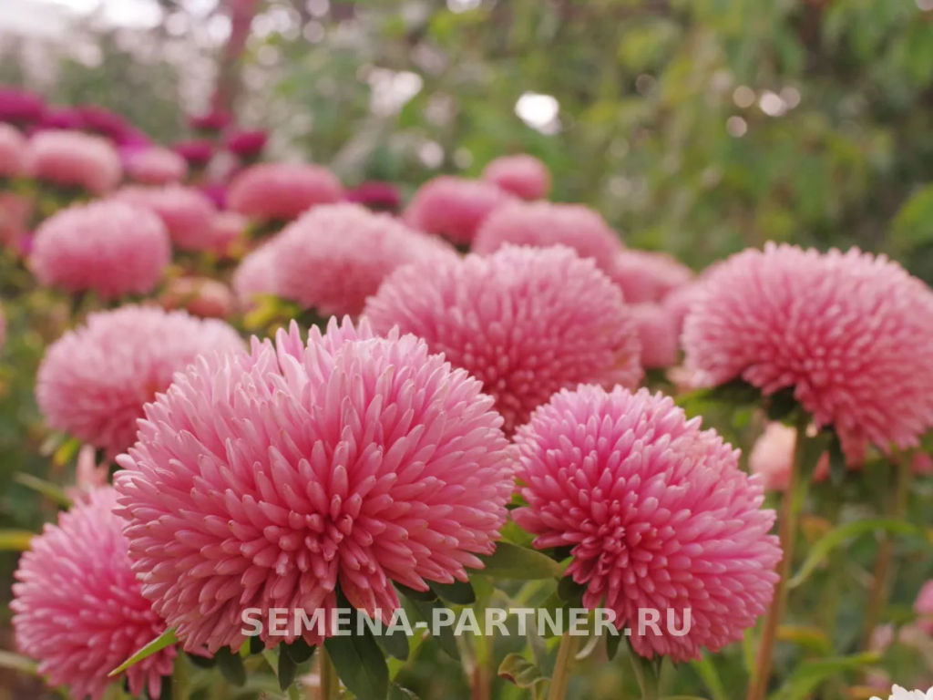 Астра китайская Признание в Любви - Партнер фото 7