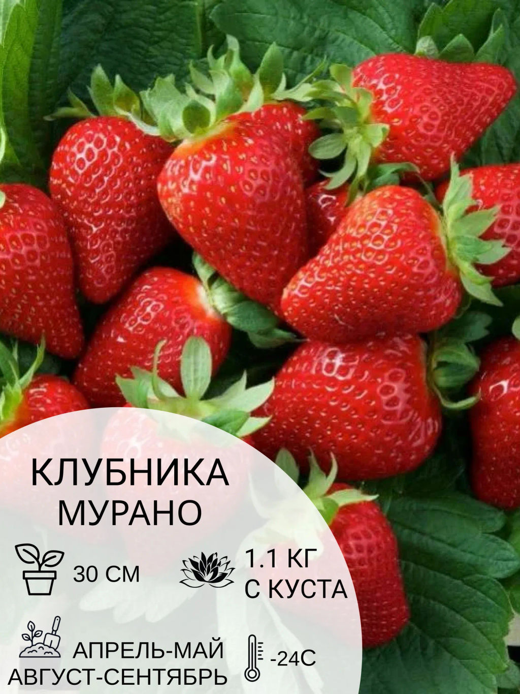 Клубника Мурано