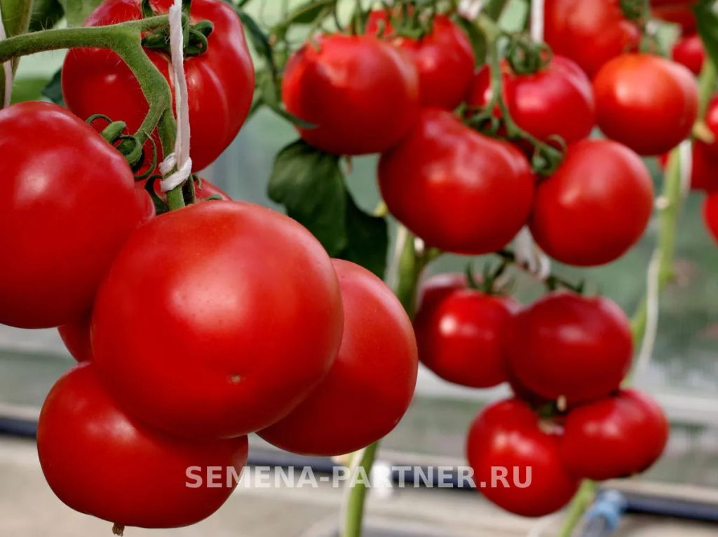 Томат Липинец - Партнер фото 4
