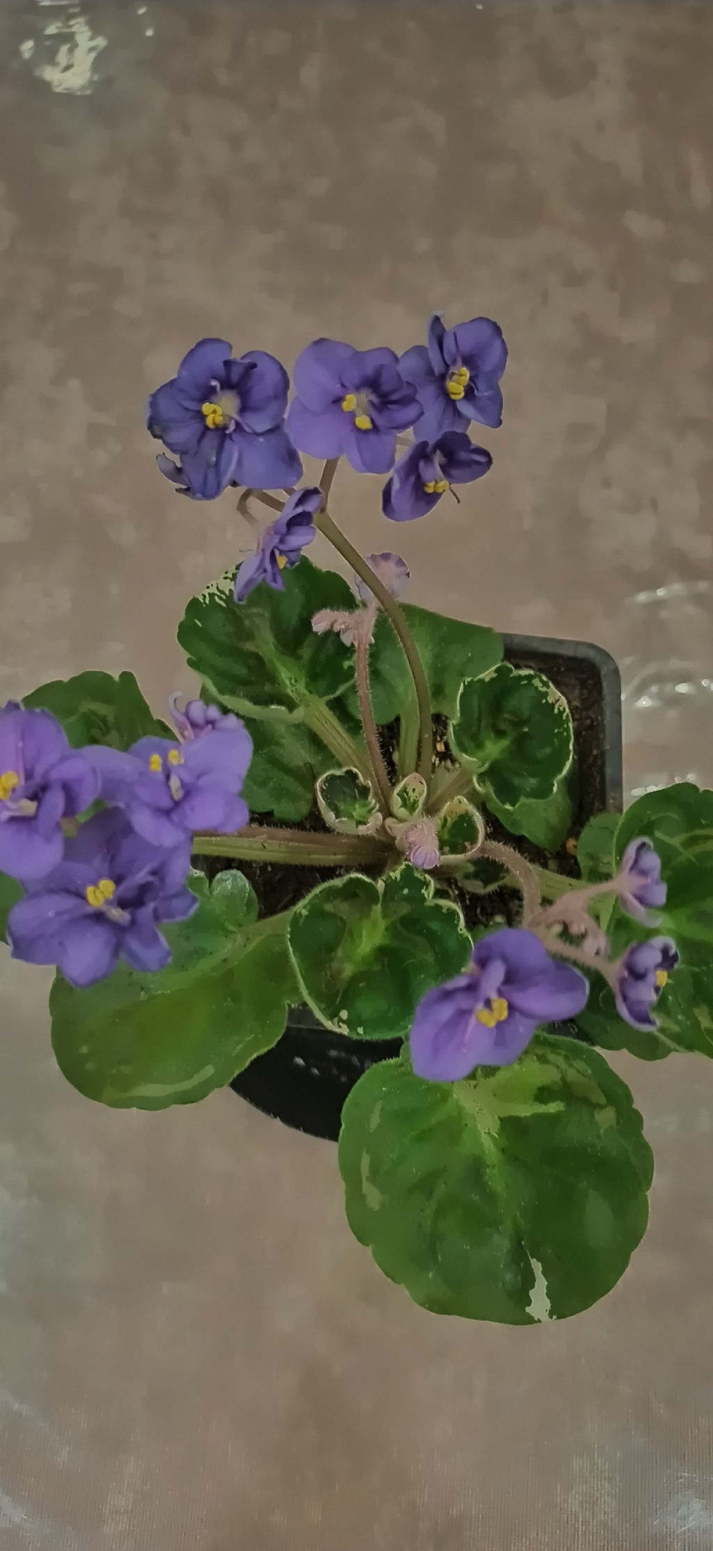 Фиалка синяя, горшок 0,3 л