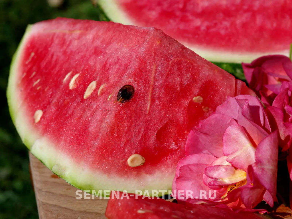 Арбуз Байсан - Партнер фото 4