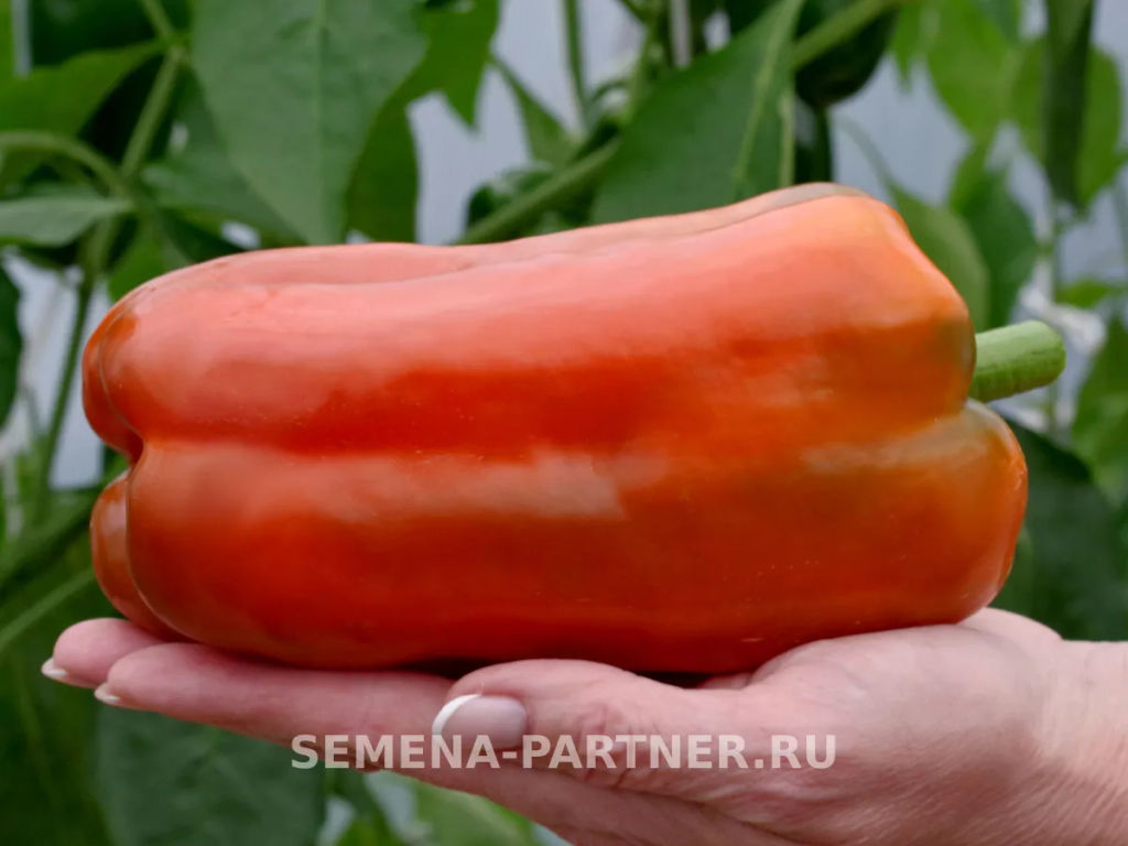 Перец сладкий Флагман - Партнер фото 4