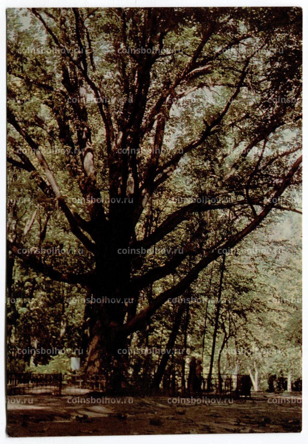 Открытка Спасское-Лутовиново Любимый дуб И.С. Тургенева