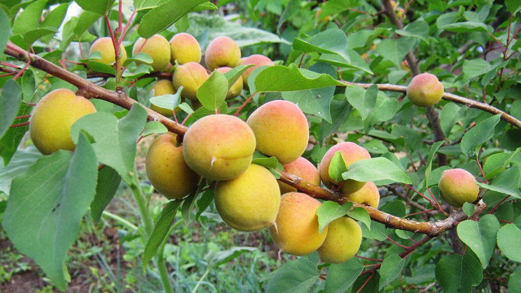 Абрикос Лучший Мичуринский - Долина роз фото 2