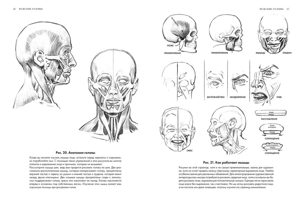 Рисование головы и рук. Лумис Э. - Колибри фото 2