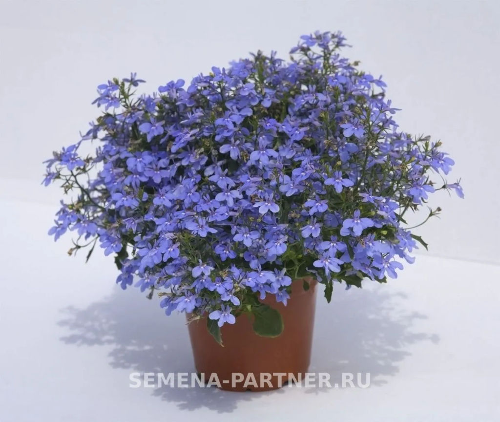 Лобелия каскадная Ривьера Марине Блю - Партнер фото 4