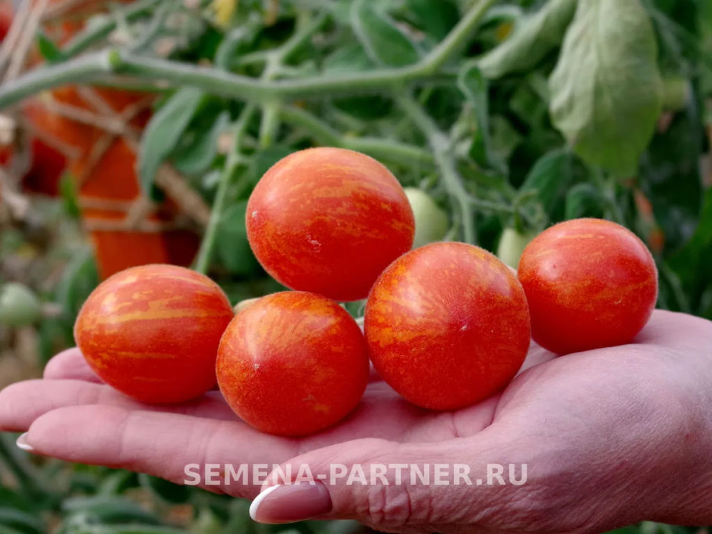 Томат Маленькое Чудо - Партнер фото 5