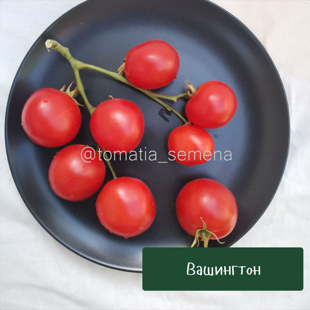 Вашингтон - Tomatia фото 2