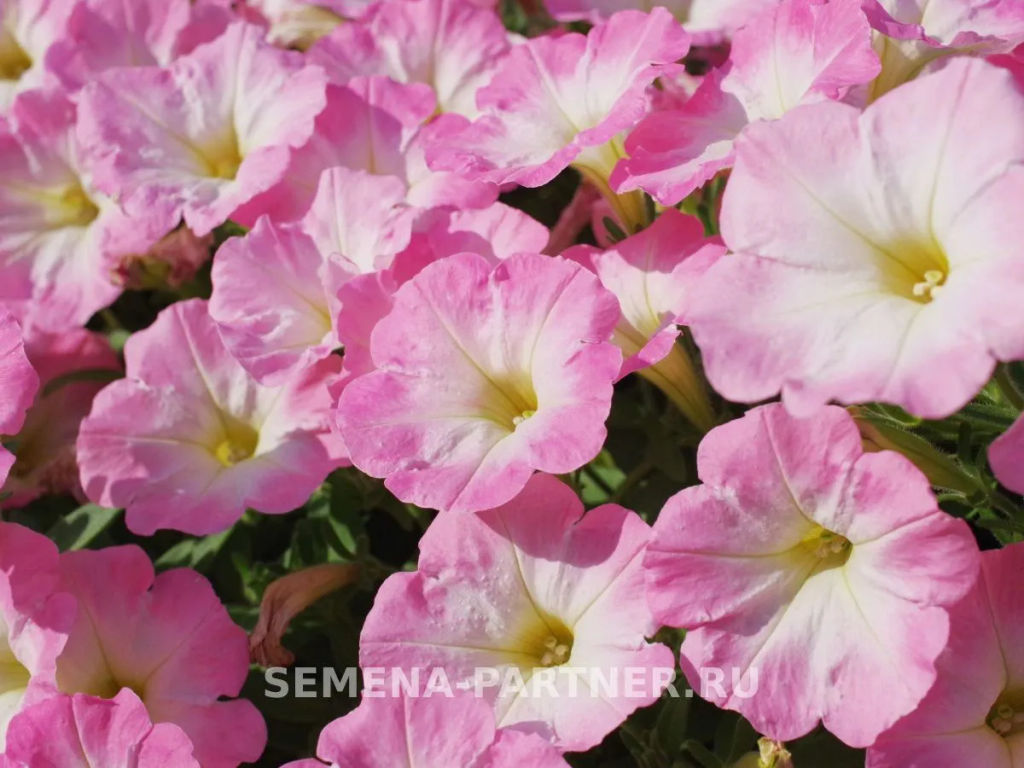 Петуния Зацветёт Short Корал Блаш многоцветковая каскадная - Партнер фото 4