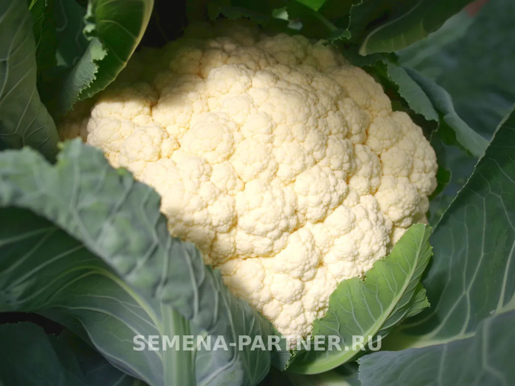 Капуста цветная Кул - Партнер фото 4