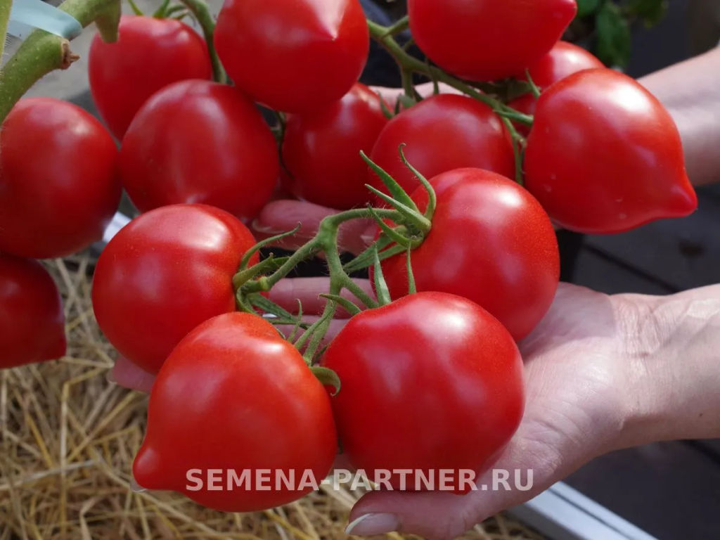 Томат Анфиса - Партнер фото 3