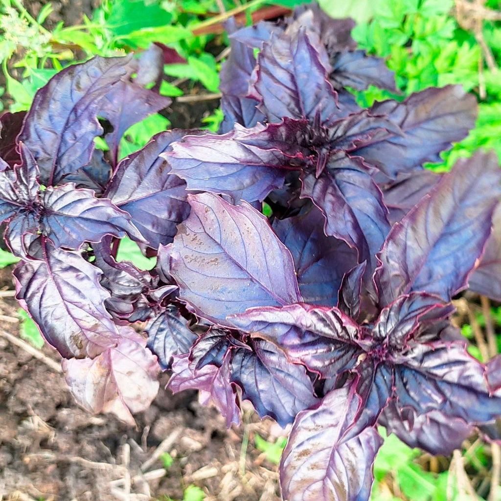 Базилик АРОМАТНЫЙ ГУЛЯШ  Пряный, густой аромат идеален для мясных блюд, особенно гуляша! Подходит для сушки, заморозки и при консервировании!