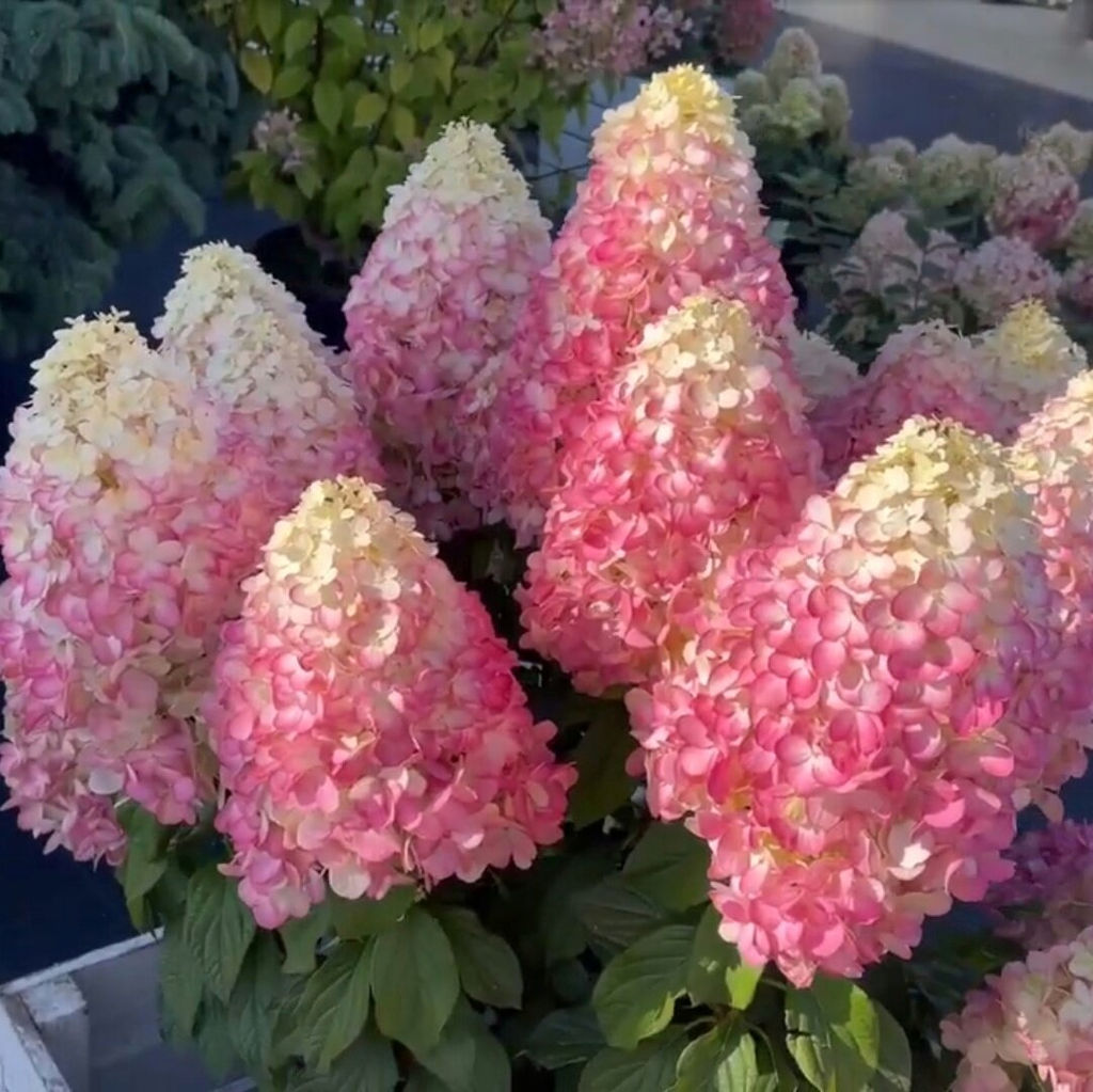 Гортензия метельчатая "Sundae Fraise" (Сандей фрайз") 2х-лет